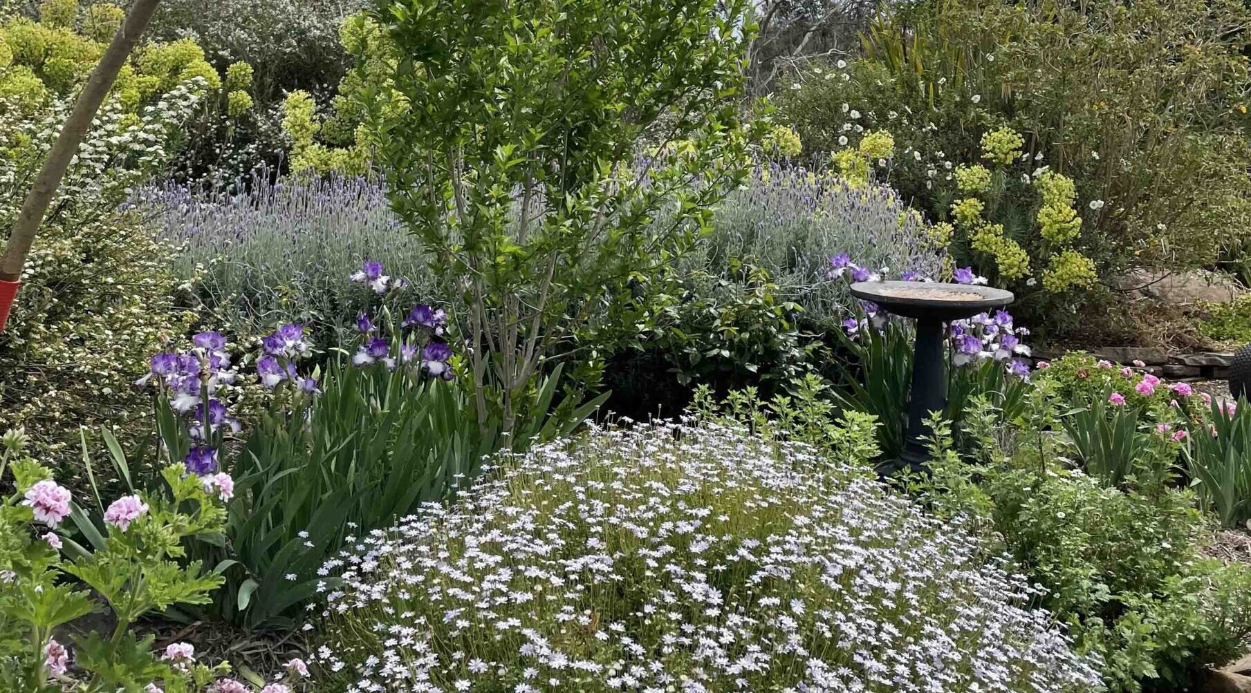 Despite dry spells and a bushfire, Maureen Highet’s drought-tolerant garden blossoms